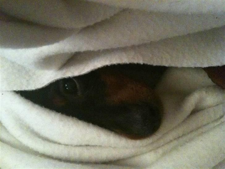 Dvaergpinscher Birthe K billede 7