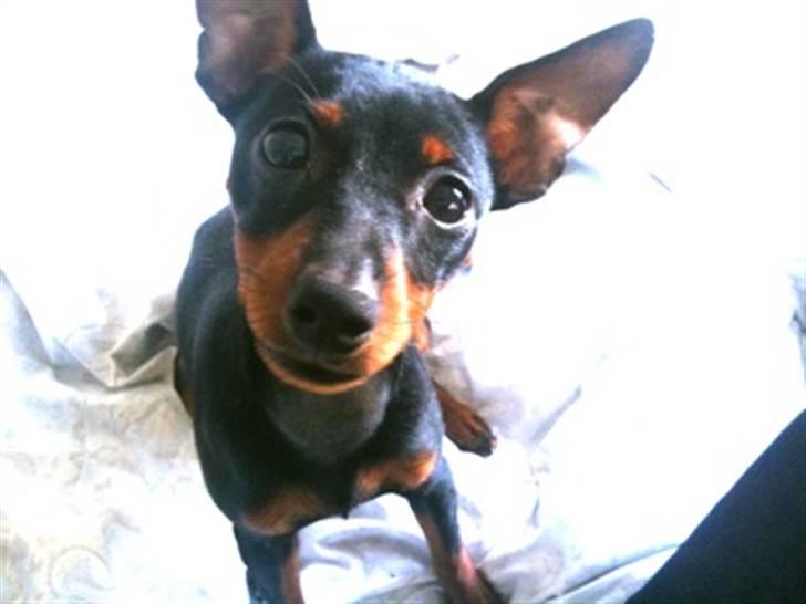 Dvaergpinscher Birthe K billede 8