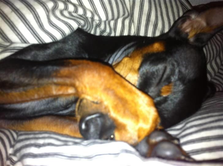 Dvaergpinscher Birthe K billede 9
