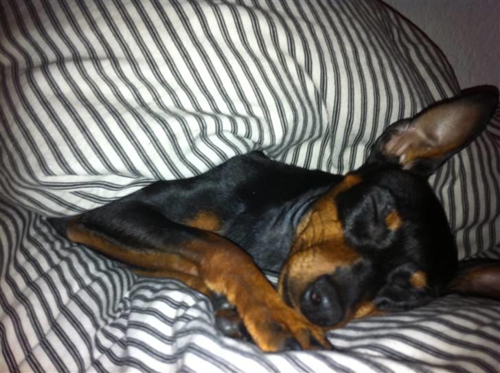 Dvaergpinscher Birthe K billede 10