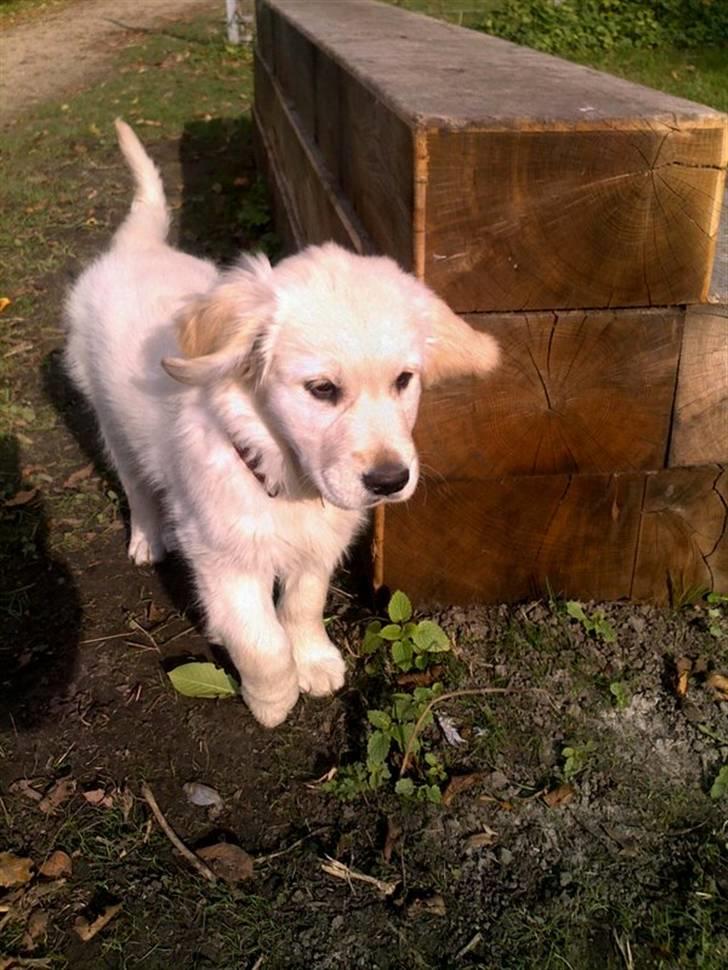 Golden retriever Filippa aka Alma - nu kan jeg lidt igen... fuld fart frem. billede 26