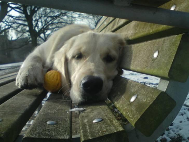 Golden retriever Filippa aka Alma - Flad hund.....  (februar 2011) billede 21