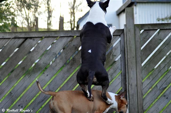 Bullterrier                   William - Hvad man ikke har i hovedet - må man jo ha i benene.  billede 19