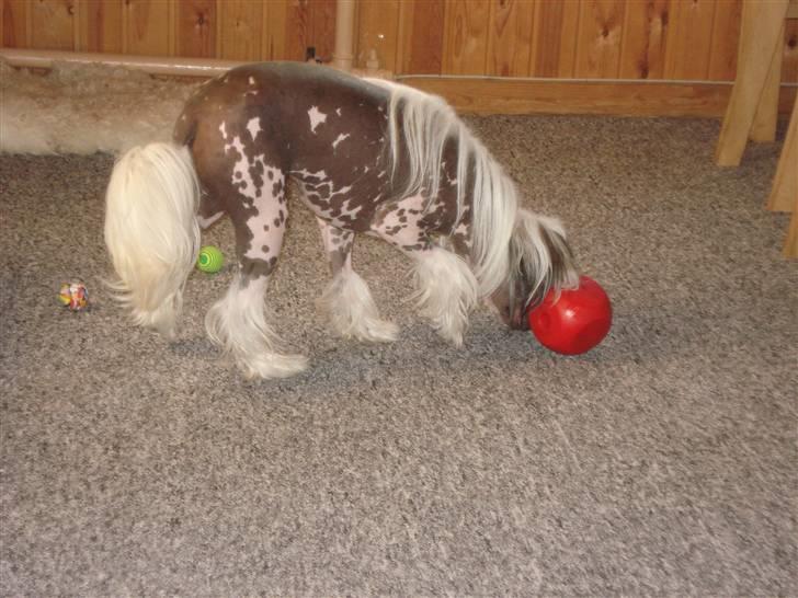 Chinese crested hårløs Chinese By Storm's Quark - Quark elsker hans terning billede 6