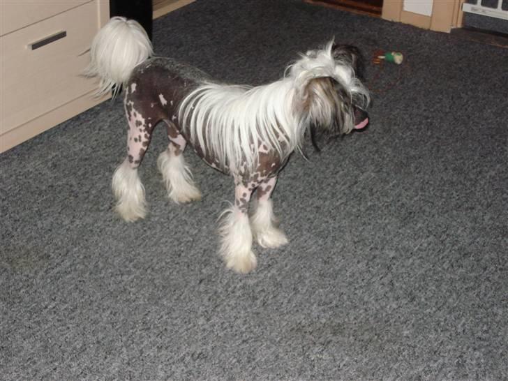 Chinese crested hårløs Chinese By Storm's Quark - Han er da bare flot billede 7