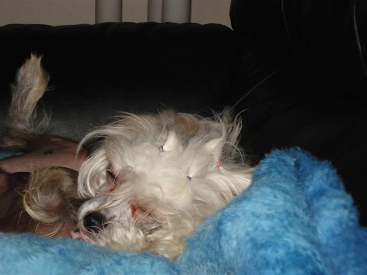 Chinese crested powder puff Hearts of storm's Mushu - Sover billede 13