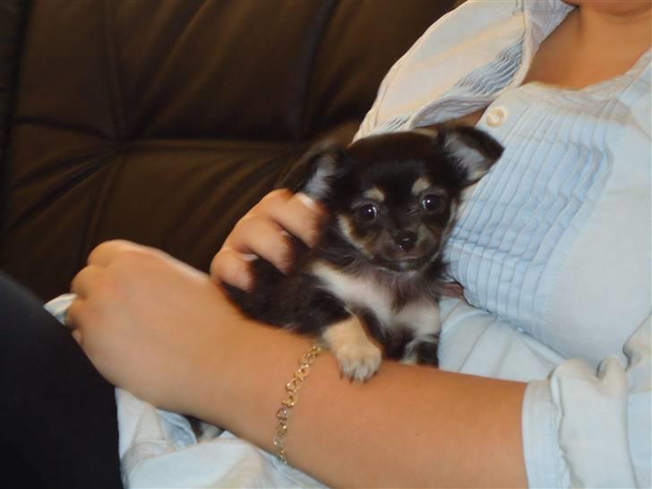 Chihuahua Belle billede 5