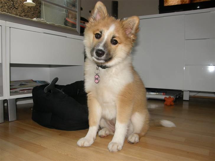 Islandsk fårehund Nala billede 16