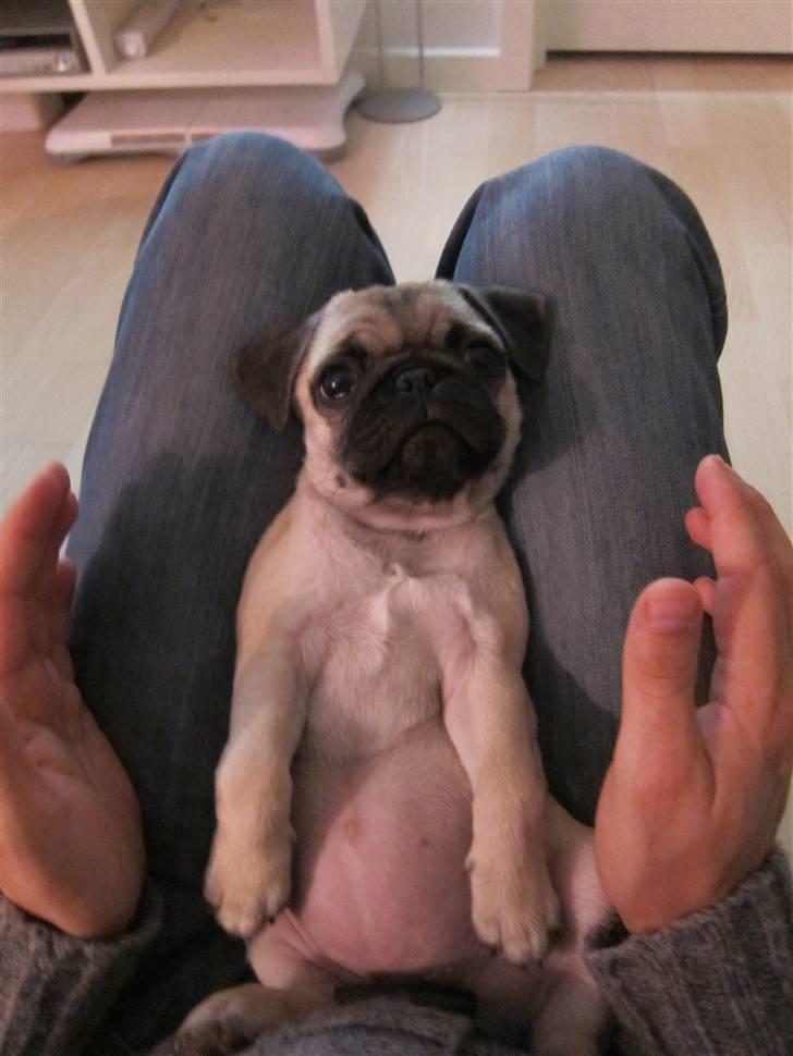 Mops Peanut - Bliver fløjtet i søvn af far.  billede 2