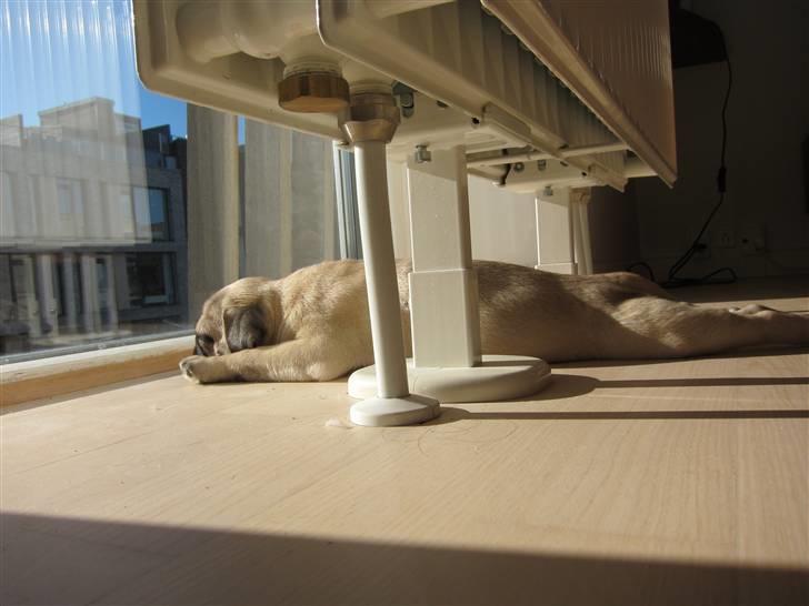 Mops Peanut - sover i solen, med udsigt ud over kanalen  billede 3