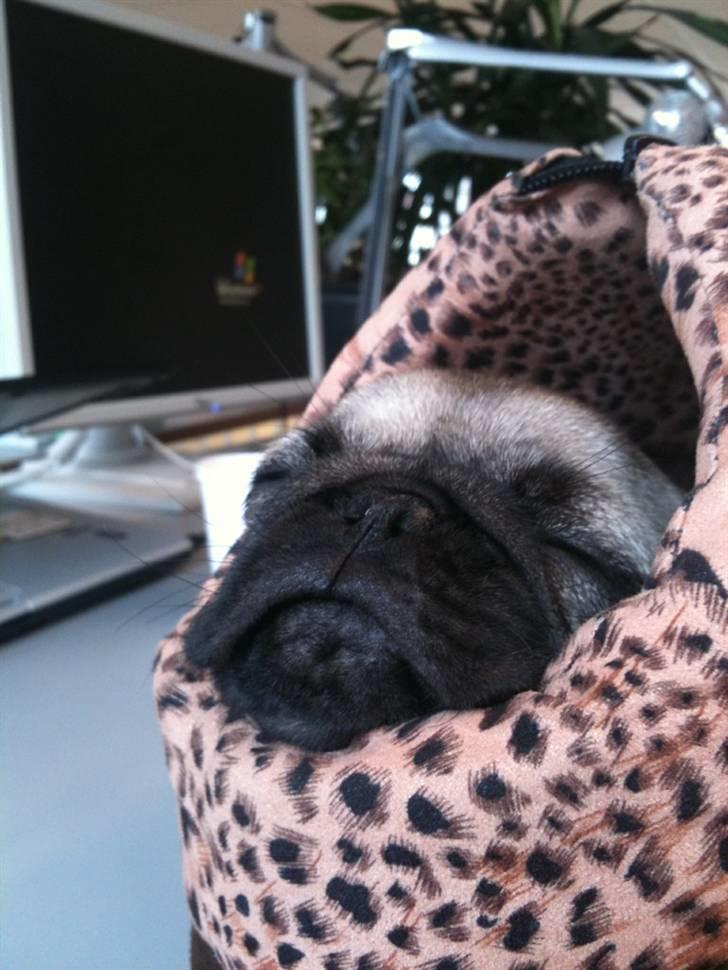 Mops Peanut - Sover i Hendes Taske. billede 4