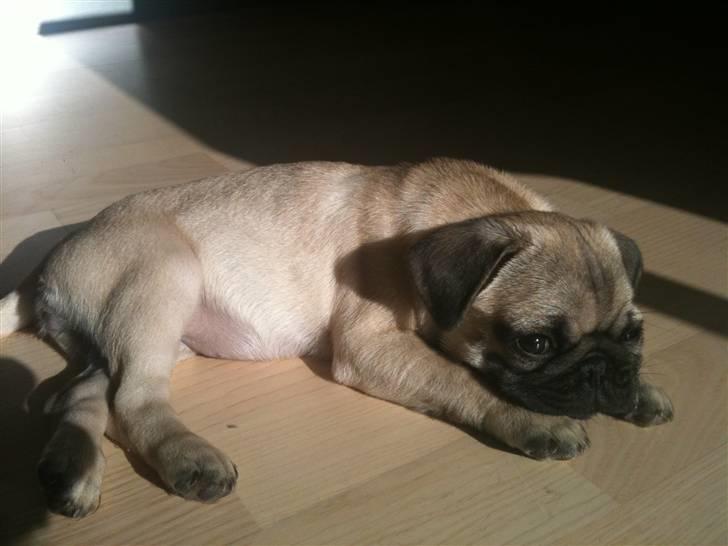 Mops Peanut - Sover endnu engang i solen.  billede 5