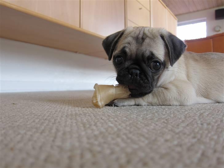 Mops Peanut billede 6