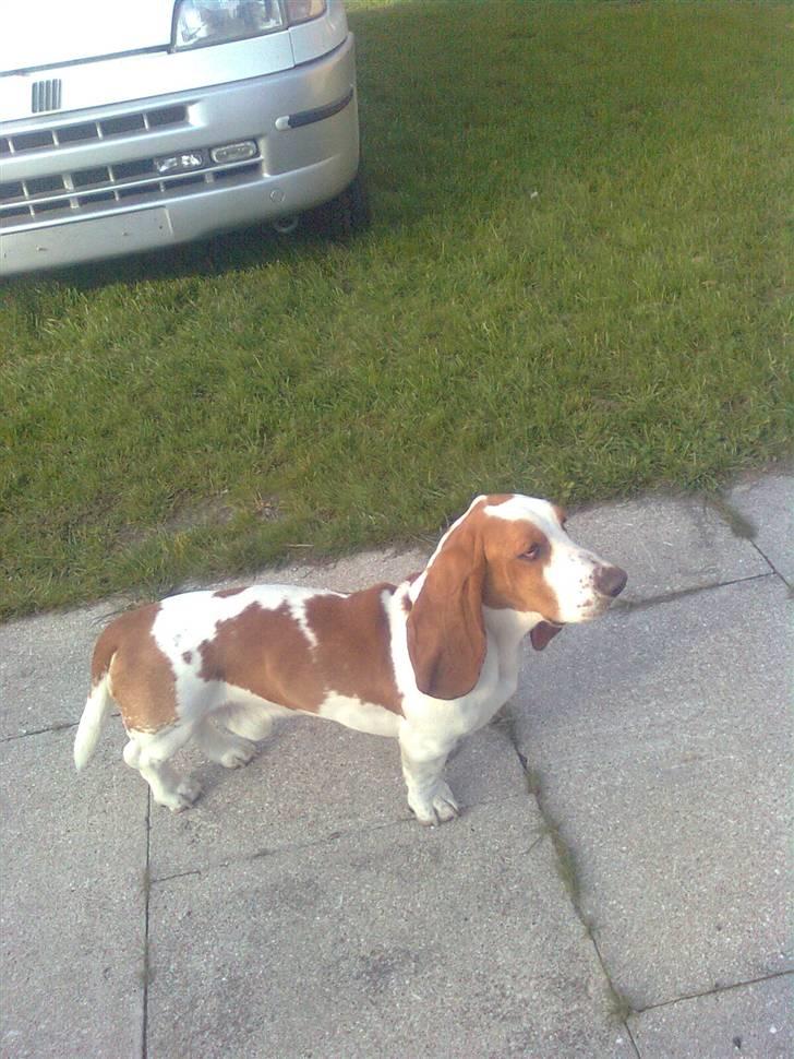 Basset hound osker billede 12