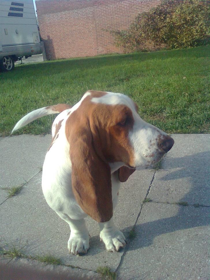 Basset hound osker billede 13