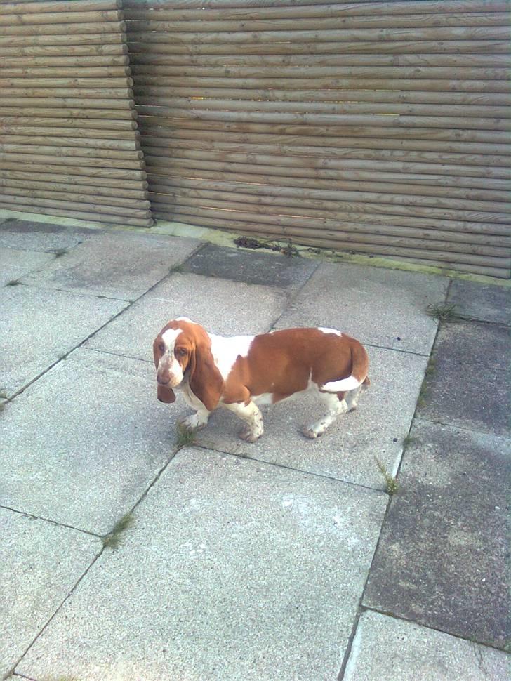 Basset hound bodil billede 1