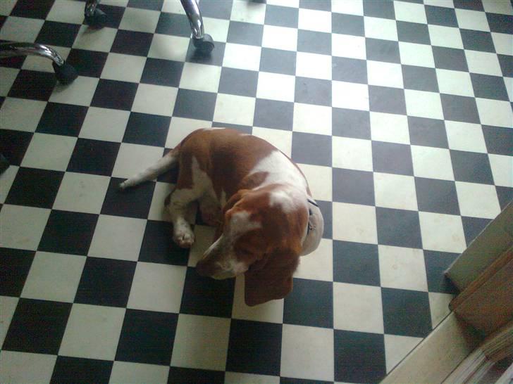 Basset hound bodil billede 2