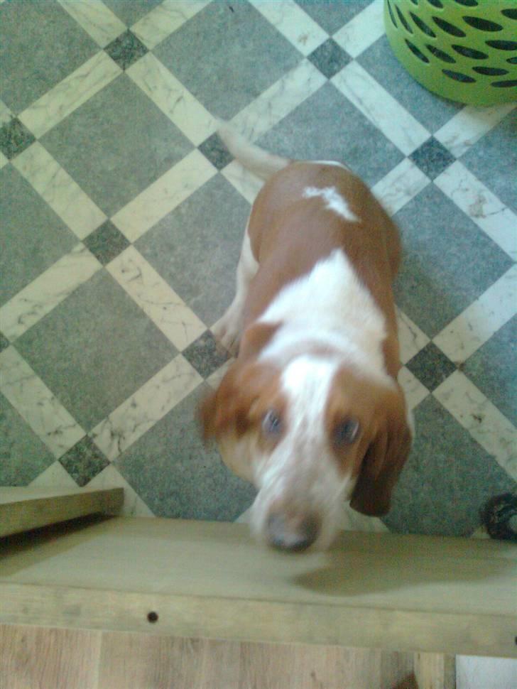 Basset hound bodil billede 3