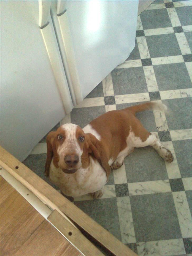 Basset hound bodil billede 4