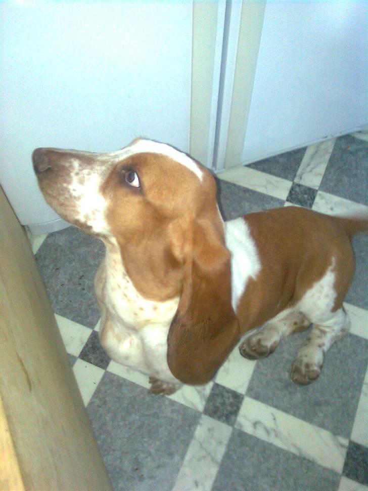 Basset hound bodil billede 5