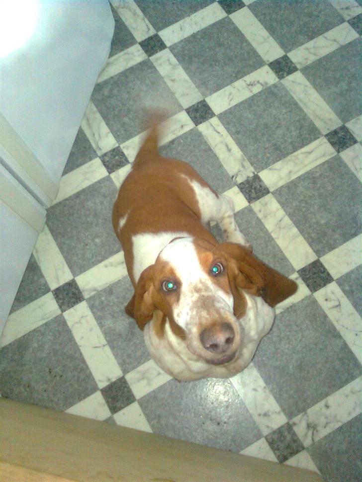 Basset hound bodil billede 6