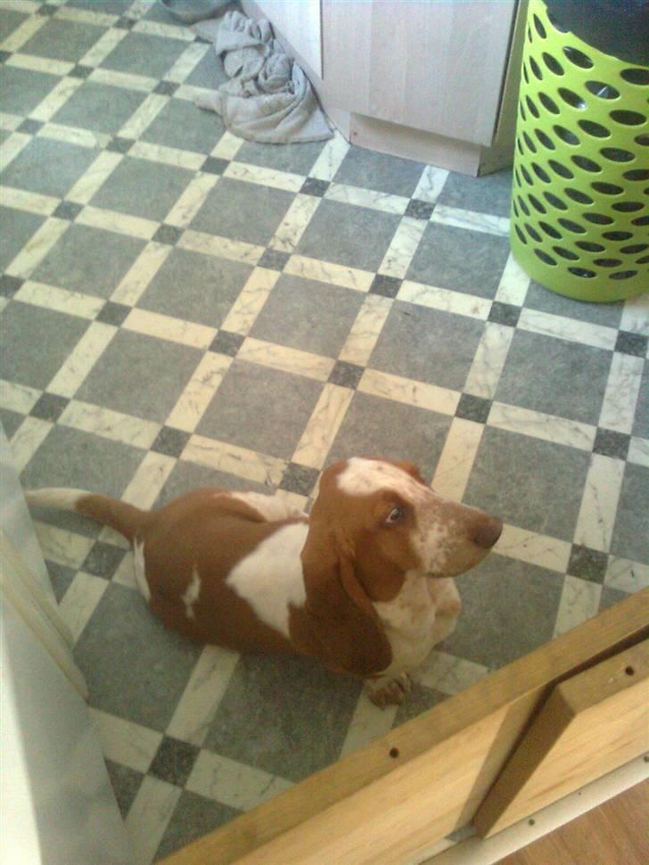 Basset hound bodil billede 7