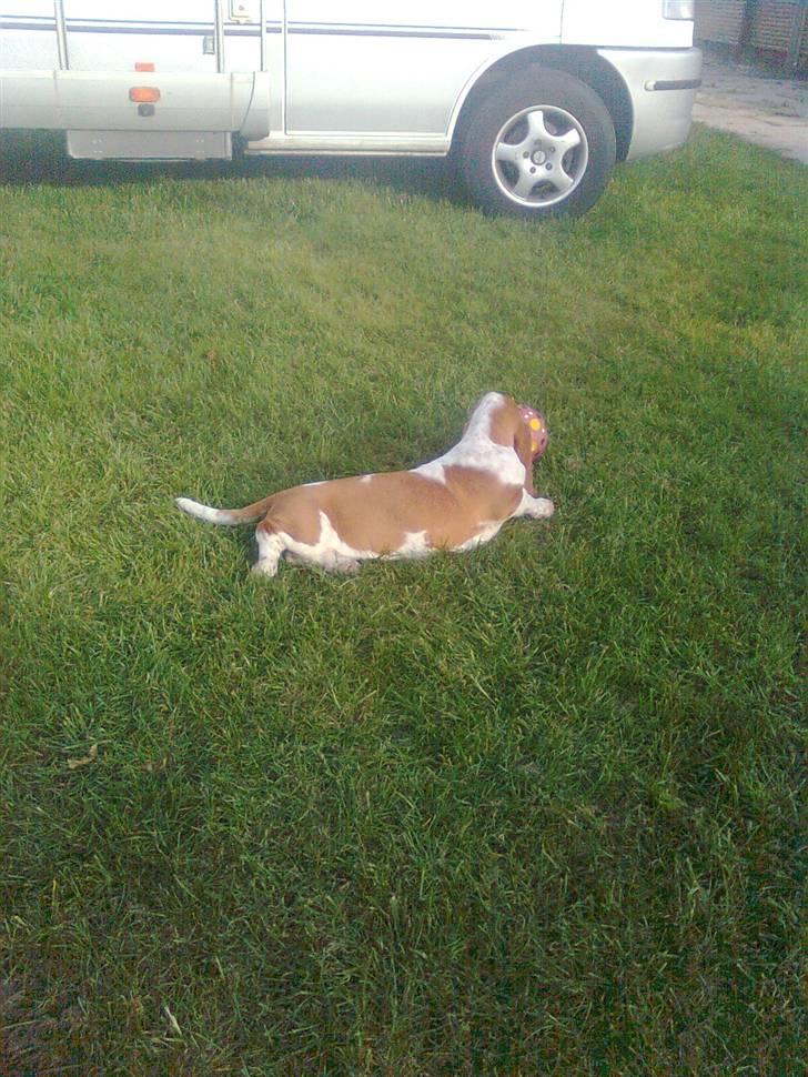 Basset hound bodil billede 8