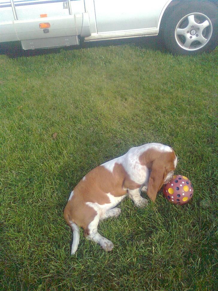 Basset hound bodil billede 9