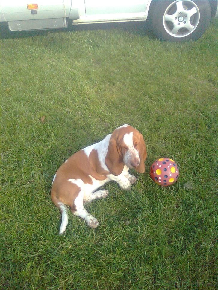 Basset hound bodil billede 10