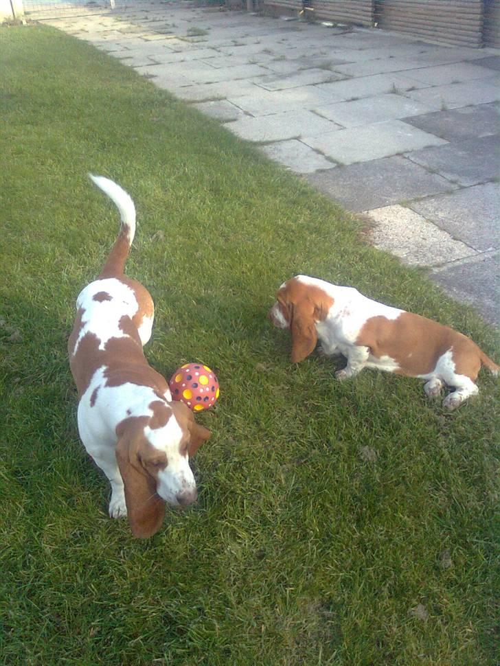 Basset hound bodil billede 11