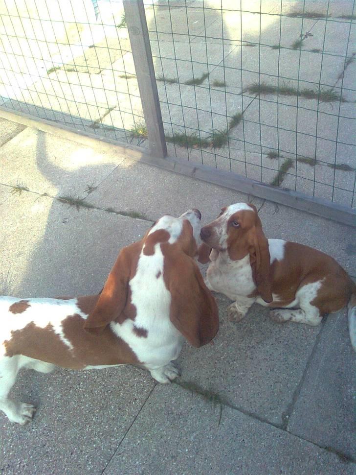 Basset hound bodil billede 12