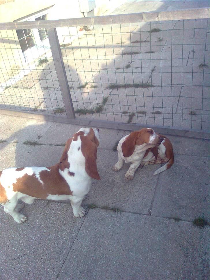 Basset hound bodil billede 13