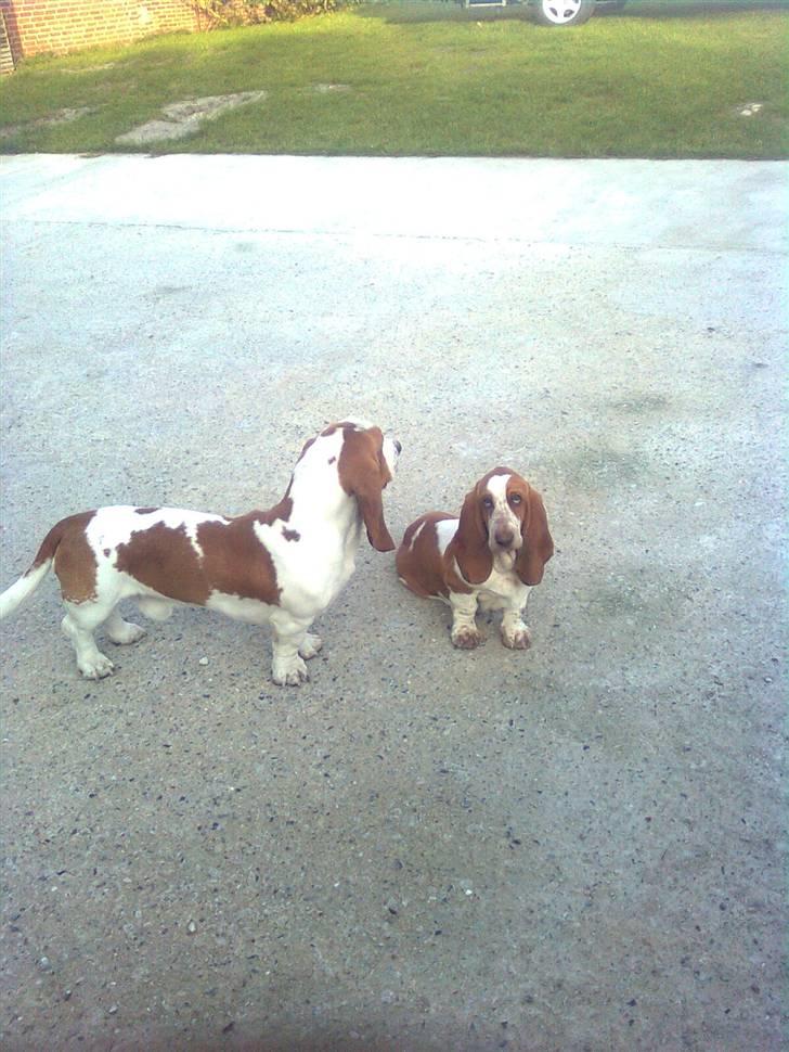 Basset hound bodil billede 14
