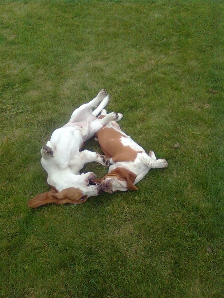 Basset hound bodil billede 15