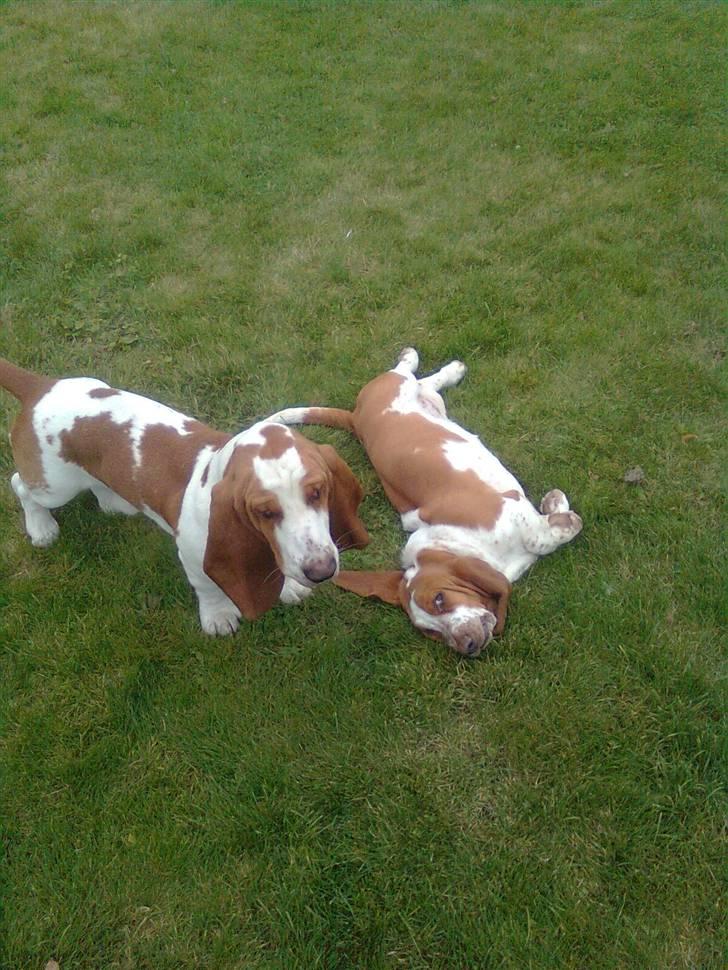 Basset hound bodil billede 16