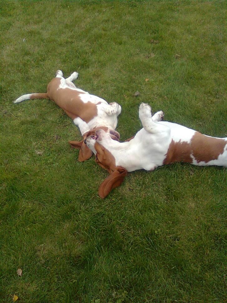 Basset hound bodil billede 17