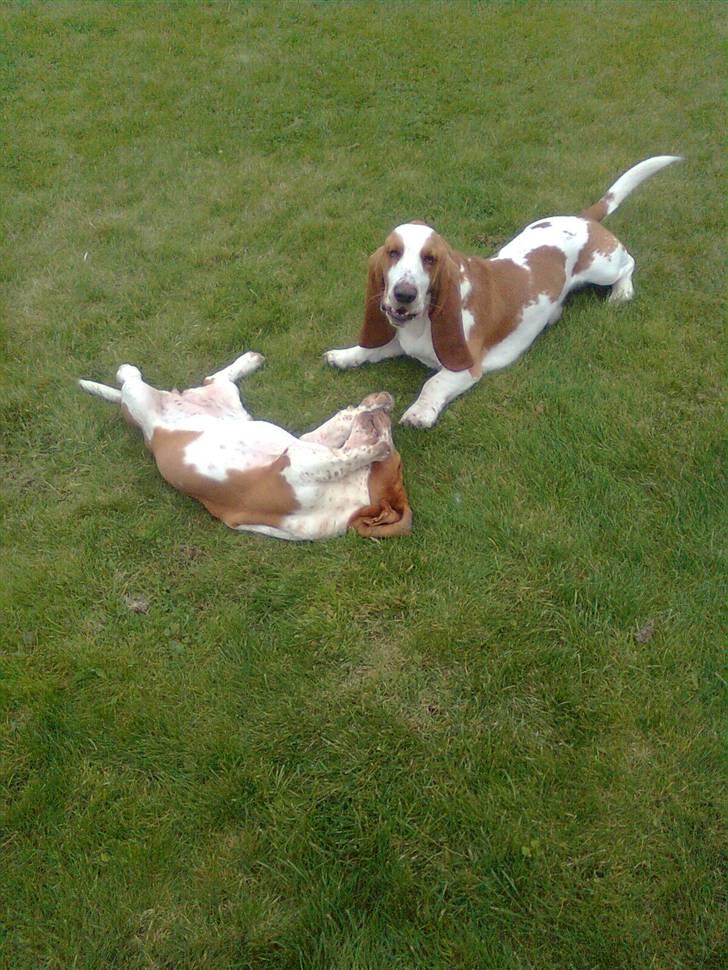 Basset hound bodil billede 18