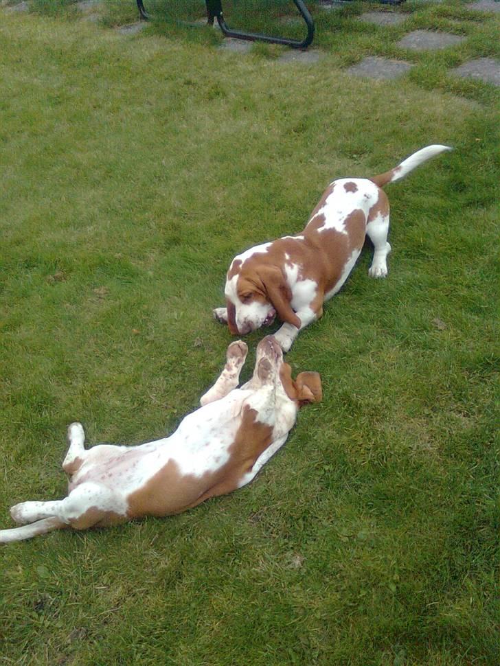 Basset hound bodil billede 19