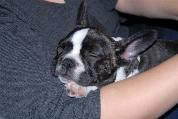 Fransk bulldog Nicki *En stjerne på himmelen* billede 18