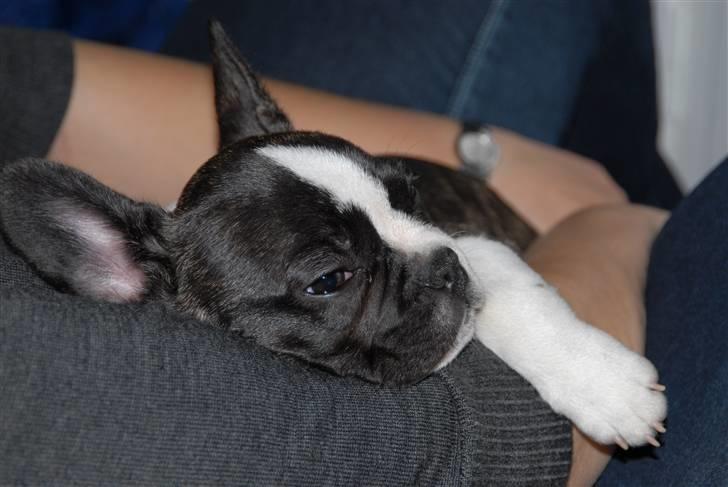 Fransk bulldog Nicki *En stjerne på himmelen* billede 19