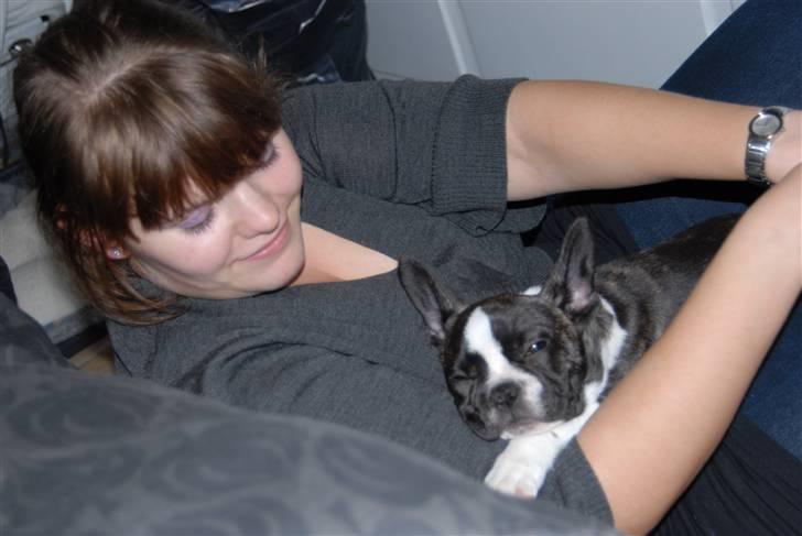 Fransk bulldog Nicki *En stjerne på himmelen* billede 20