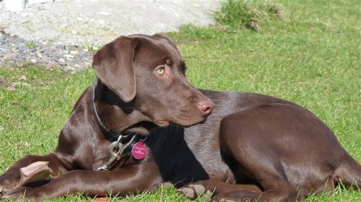 Labrador retriever KASJA * Solgt d.19 - 02 - 2012* - Jeg elsker dig! billede 5