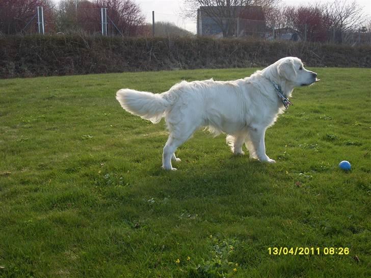 Golden retriever BASSE - er jeg ikke bare flot billede 1