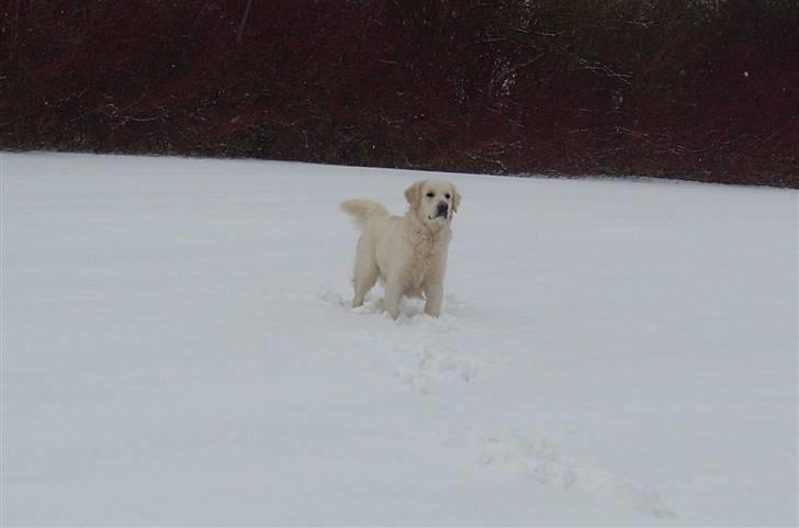 Golden retriever BASSE - Sådan står en Champion billede 2