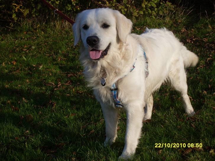 Golden retriever BASSE billede 3