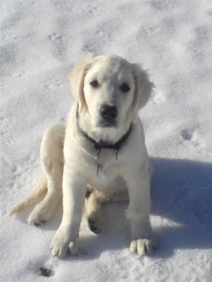 Golden retriever BASSE - er jeg ikke nuttet billede 4