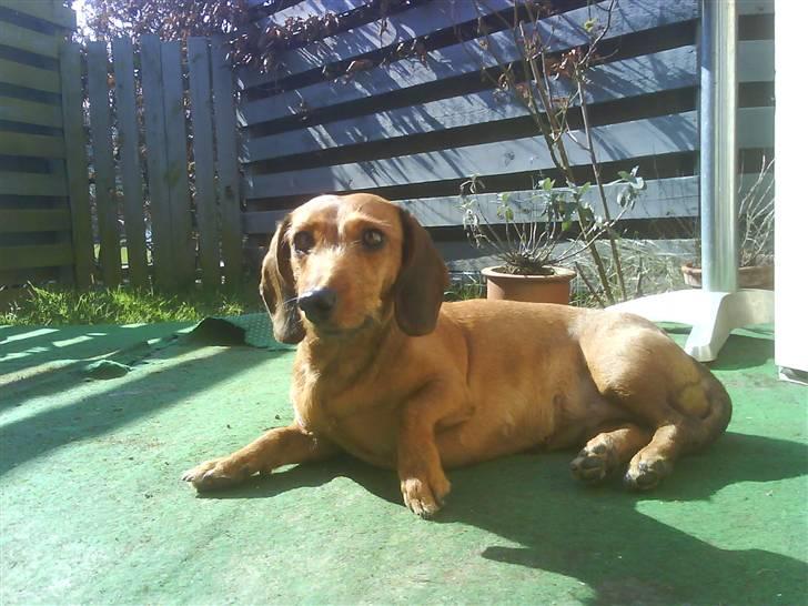 Gravhund Mie  R.I.P. <3 billede 1