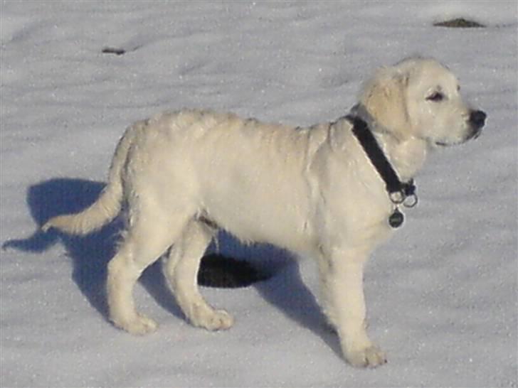 Golden retriever BASSE - min mor og far elsker mig overalt billede 5