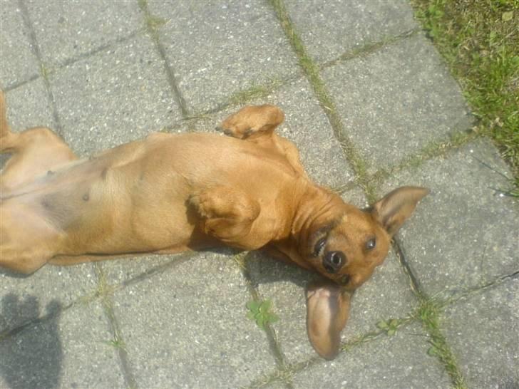 Gravhund Mie  R.I.P. <3 billede 2