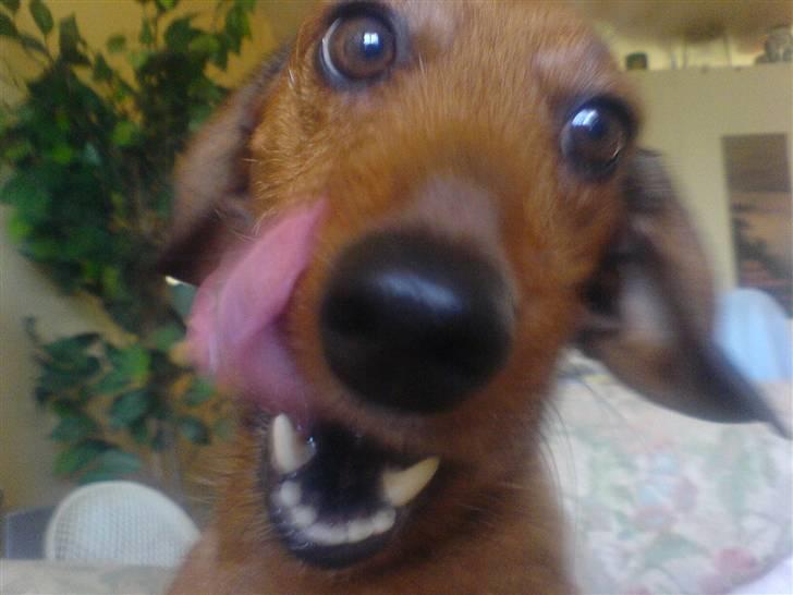 Gravhund Mie  R.I.P. <3 billede 3